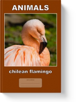 'Animals - chilean flamingo' a low-content notebook/composition journal by Vlavoy. 'Go to Amazon' link.