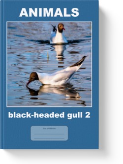 'Animals - Black-headed Gull 2' - a lined notebook, journal by Vlavoy. 'Go to Amazon' link.