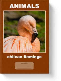'Animals - chilean flamingo' - a notebook or composition journal by Vlavoy. 'Go to Amazon' link.
