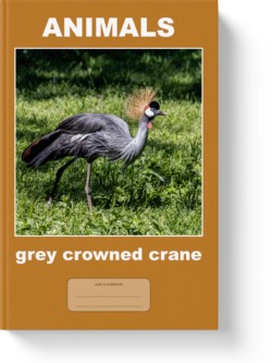 'Animals - Grey Crowned Crane' - a notebook, composition journal by Vlavoy. 'Go to Amazon' link.