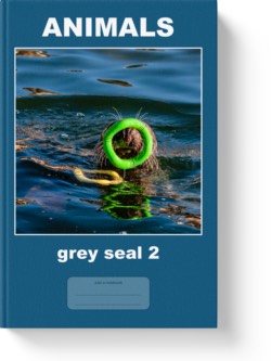 'Animals - Grey Seal 2' - a lined notebook, journal by Vlavoy. 'Go to Amazon' link.