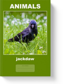 'Animals - jackdaw' - a lined notebook, journal by Vlavoy. 'Go to Amazon' link.
